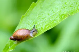 菜园蜗牛多？老农亮出6个土招，迫使蜗牛远离农田图片