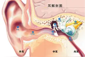 听力系统解剖之外耳道篇图片