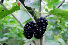 小满：给鸟们一份桑葚图片