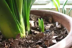 茶叶渣直接倒了真可惜，不如这样处理，当成养花肥促进开花图片