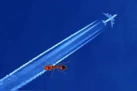 蚂蚁从10000米高空跌落地面，会怎么样？图片