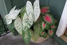 10种叶子斑斓的室内观叶盆栽，色彩斑斓的叶子比花朵还好看图片