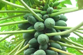 木瓜树，湖北原来也是主要种植区域哟图片