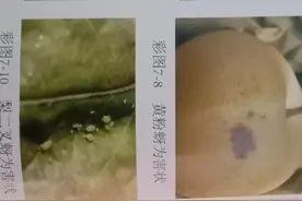 梨树的两病三虫是什么，如何防治图片