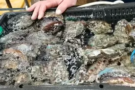 鲍鱼一煮就老，很多人做不好，海边人教你正确方法，又鲜嫩又脆爽图片