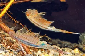 江苏发现2亿年前的物种！仙女虾卵100度“煮不死”，能休眠上万年图片