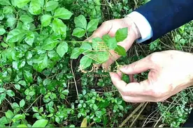 【鲜苦刺心螺片汤】图片