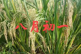 民间为何会有老话“不怕八月初一晴，就怕八月初一雨”的说法？图片