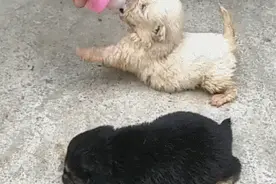 两只小奶狗被捡回家，第一餐就喂奶，小狗腿让人心疼图片