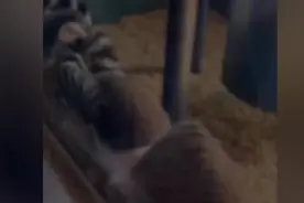 姿势霸气！狐猴张开双臂盘腿独坐晒太阳 网友：在练功了图片