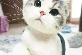 折耳猫之痛，谁人能懂？图片