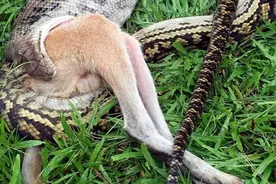 蛇为什么能吞下比自己大很多的猎物？图片