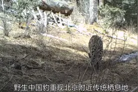 时隔20多年，北京附近山区重现中国豹，我国环境越来越好了？图片