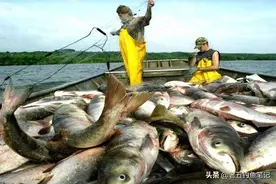 美国鲤鱼到底有多少？是繁殖力超强还是钓鱼人太少图片