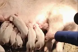 母猪生下18只小崽，看了眼男主人都不想说话了：陪产3天3夜啦图片