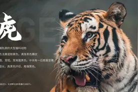那些“不好看”的图片，在PPT中该如何处理呢图片
