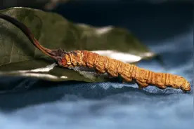 冬虫夏草究竟是虫还是草？动画还原生长全过程，揭秘大骗局的始终图片