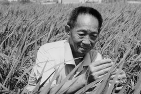 小麦收割机作业中如何减少割前损失、割台损失？实时调整是关键图片