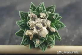 仙人掌们的夏日一刻，趁着有阳光，搬出来晒晒图片