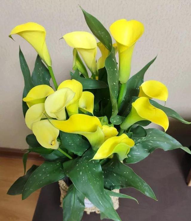 贝拉小蜜蜂草本身体乳