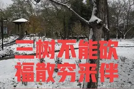 老话说：“三树不能砍，福贵来相伴”，是哪三树？有道理吗？图片