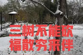 老话说：“三树不能砍，福贵来相伴”，是哪三树？有道理吗？图片