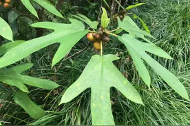 被誉为“广东人参”，功效类似黄芪，却补气而不上火的五指毛桃图片