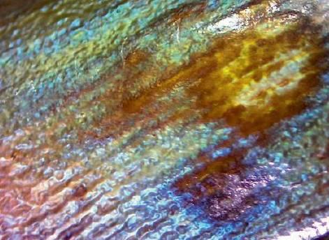 作假“金丝柳”的特征详谈