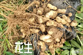花生田使用什么样的除草剂，既封地面又除草，花生田杂草特点图片