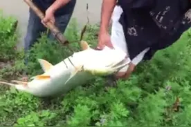 高手！荆州大叔河边干农活叉起一条“老虎鱼”，网友：为鱼除害图片