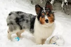 分享柯基混血照，每个都有共同点，网友：柯基犬基因太强大图片