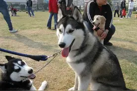 每个主人都在遛狗，但你知道遛狗究竟在遛什么吗？遛狗对狗的意义图片