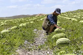 “戈壁西瓜”有多大危害？硒砂瓜一年一茬，为什么被局部禁种？图片