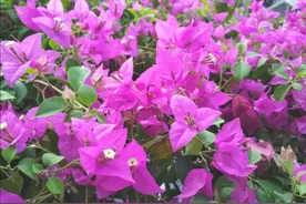 夏天养三角梅，枝条长太长，赶紧修剪，秋天开花满枝图片