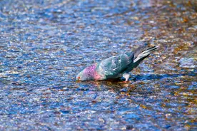 我亲眼所见信鸽归巢途中的行为图片