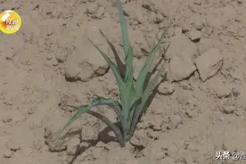 紧急！陕西这里遭遇近25年来最严重旱情！图片