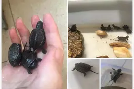 极简龟蛋孵化教程图片
