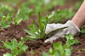 西瓜栽培技术之五：西瓜田杂草化学防除技术（附常见杂草高清图）图片