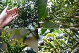 普洱“螃蟹脚”入门知识，“螃蟹脚”与普洱茶两者之间有什么关系图片