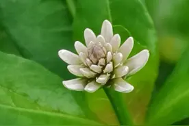 农田里的水花生怎么防治？老农三办法，可让水花生销声匿迹图片