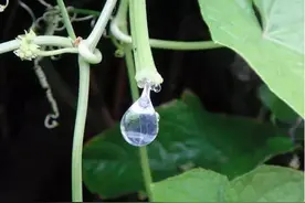 俗称“丝瓜水”，丝瓜藤蔓中的汁水，一斤卖150元，有啥用途？图片