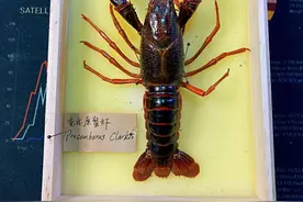 小龙虾爬到我们餐桌的历程图片