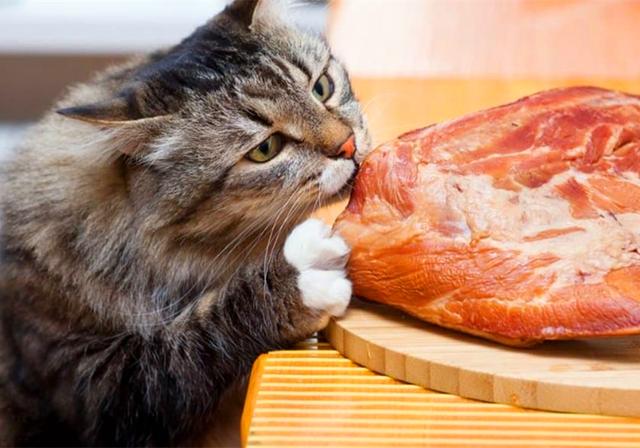 鐖辩尗琛ュ厖鐗涚：閰搁€斿緞澶氭牱锛屼絾閾插睅瀹橀渶鐭ワ細楦¤泲鍠傞鍐嶅涔熸棤鏁? onerror=