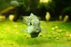 什么品种的观赏鱼互动性强？养起来比较有意思呢？图片