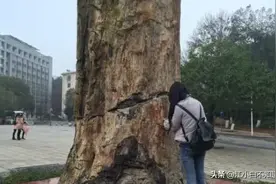 湖南一高校内现1.5亿年前大树 外形酷似石雕图片