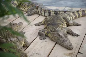 鳄鱼也泛滥？澳大利亚暴增15万条湾鳄成灾，鳄鱼猎人重返“战场”图片