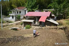 大山中发现4户人家，1位村民田里干活，看忙成啥样图片