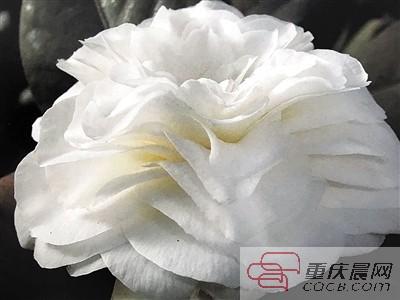 重庆市市花为啥是茶花（山茶花为何成市花天时地利人和占尽）