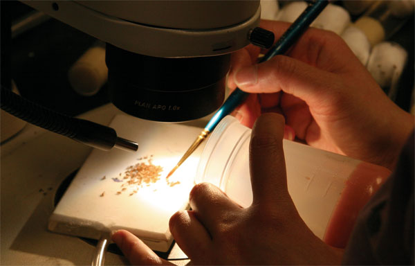 生物学家教你消灭厨房里的果蝇