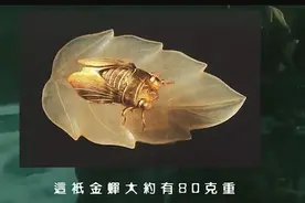 江苏发掘1男4女合葬墓，出土一只“金蝉”，价值达9亿图片